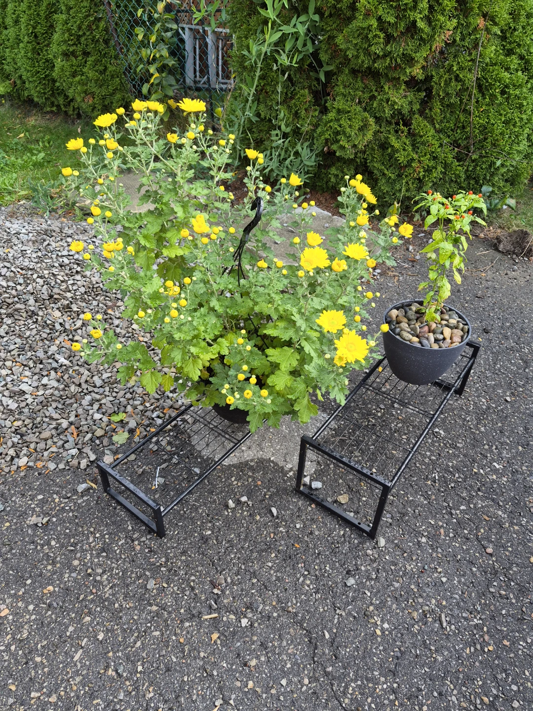 Yellow Chrysanthemum Plant - photo 4