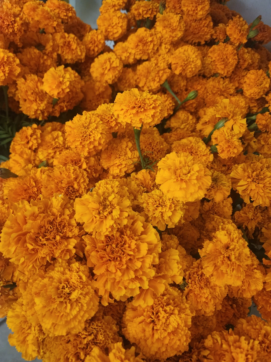 Fresh Orange Marigold Flowers - photo 3