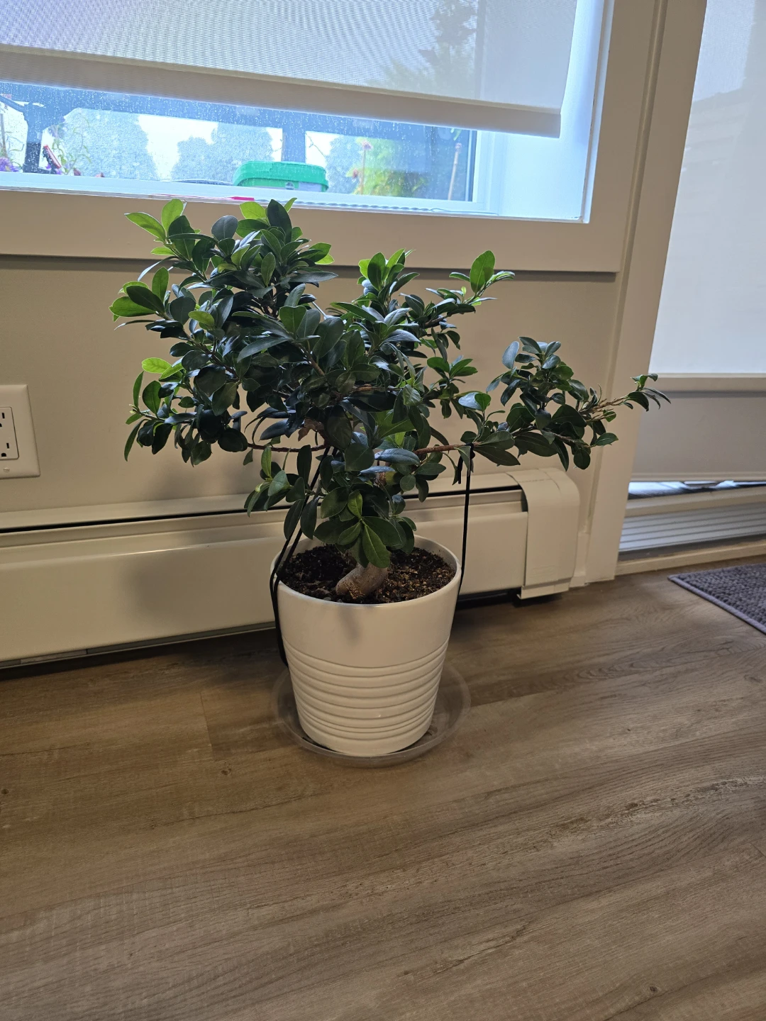 Ficus Ginseng Bonsai Tree