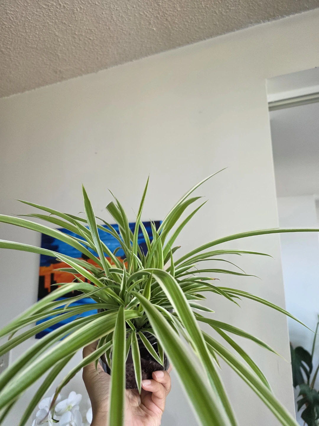 Large Variegated Spider Plant