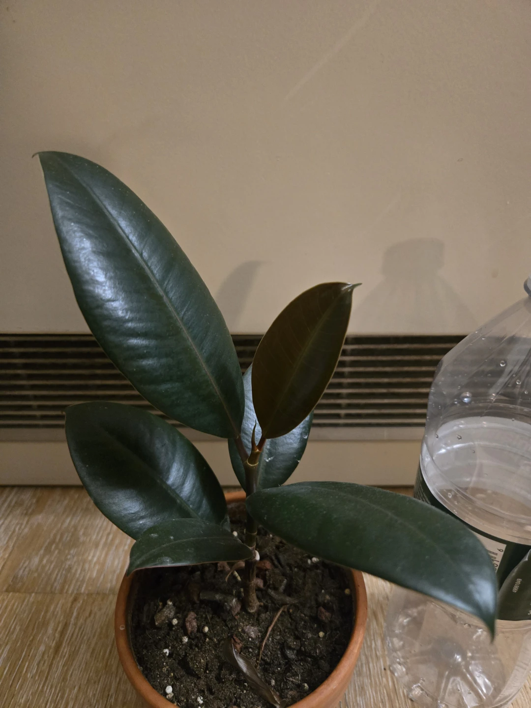 Rubber Plant in Terracotta Pot