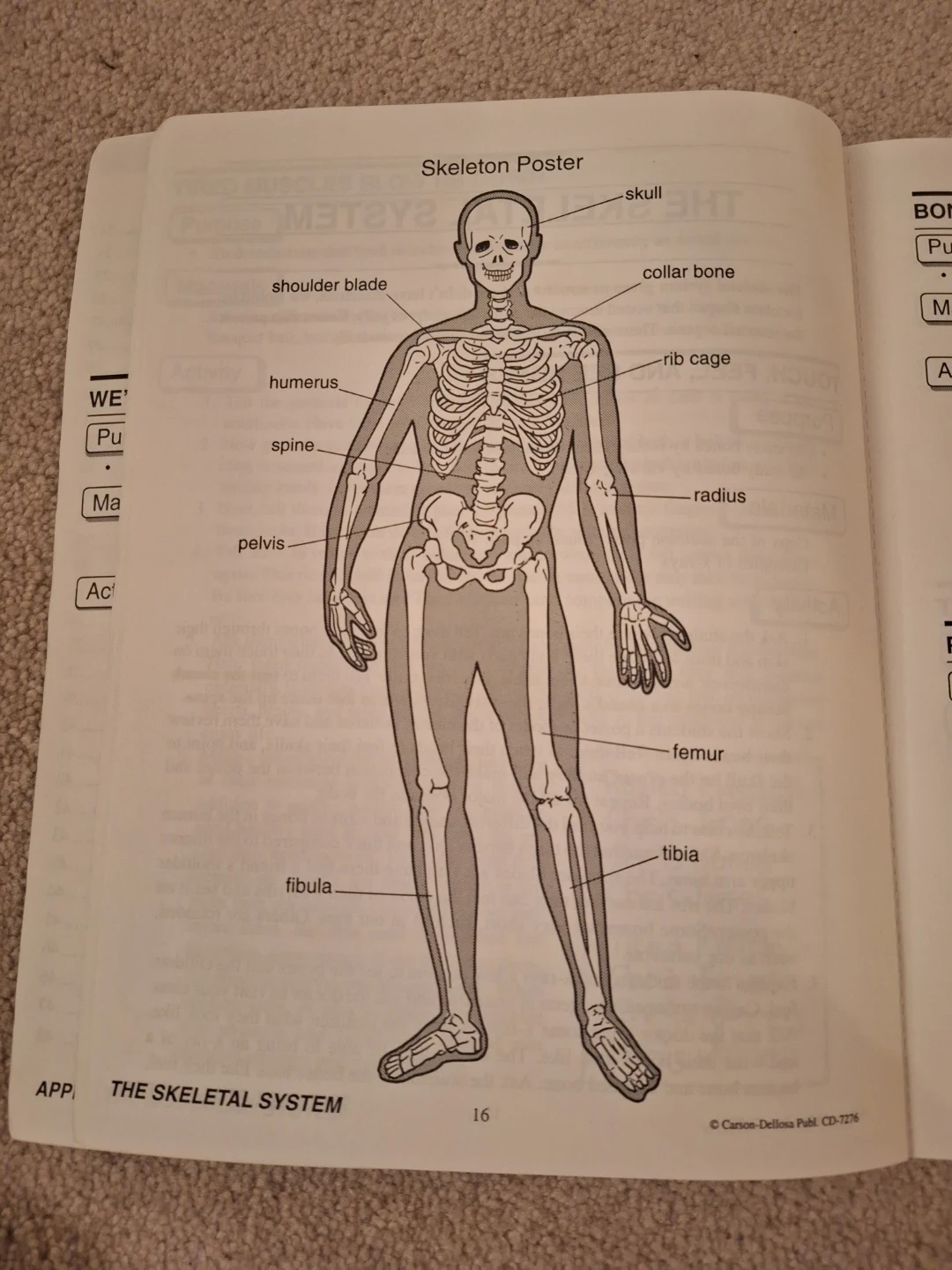 Carson-Dellosa Body Systems and Organs Book (Grades K-3) - photo 3