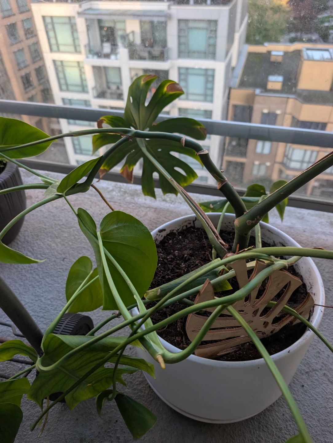 Monstera Deliciosa Plant in White Pot - photo 3