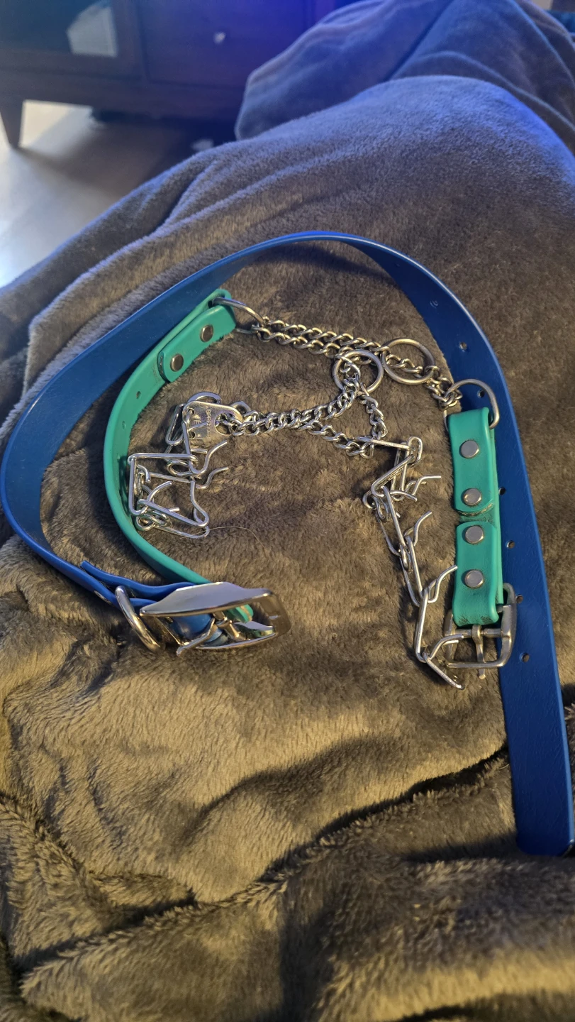 Assortment of collars (READ DESCRIPTION)
