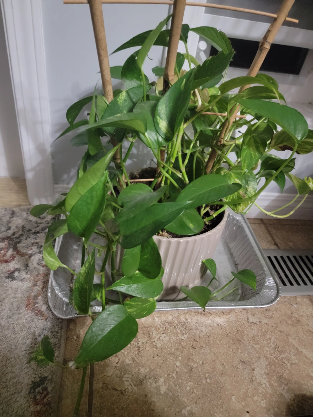 Healthy Pothos Plant with Trellis