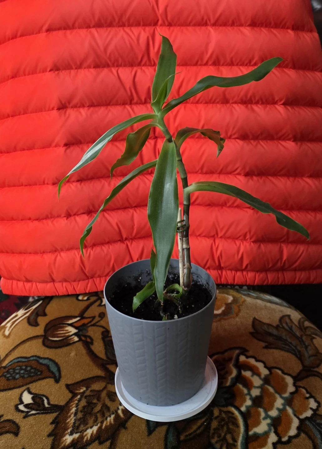 Lush, Healthy & Thriving Indoor Plant (Callisia ) - photo 3
