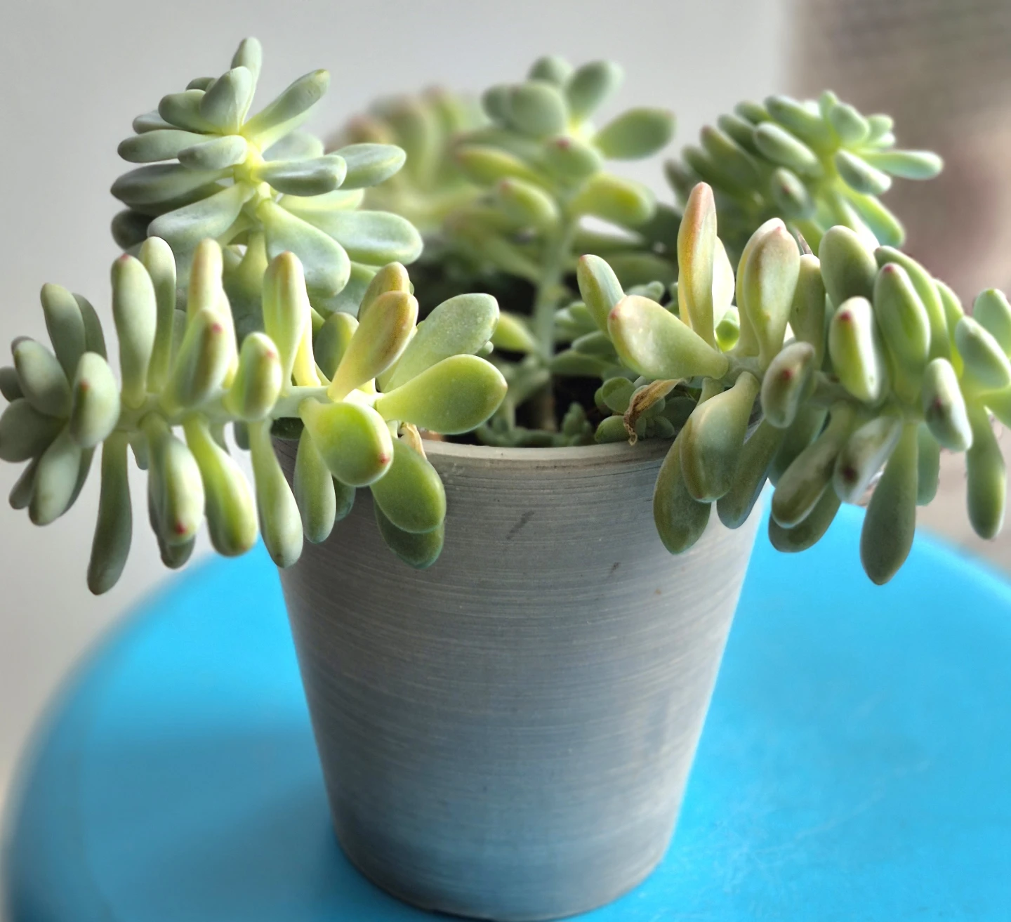 🔥The price is low.🔥Potted Succulent Plant