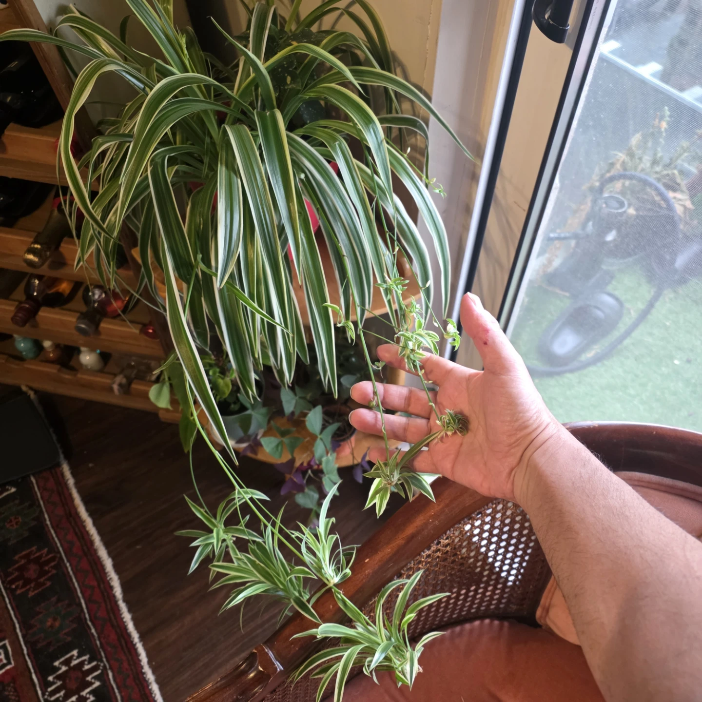 Beautiful Spider Plant with babies - photo 4