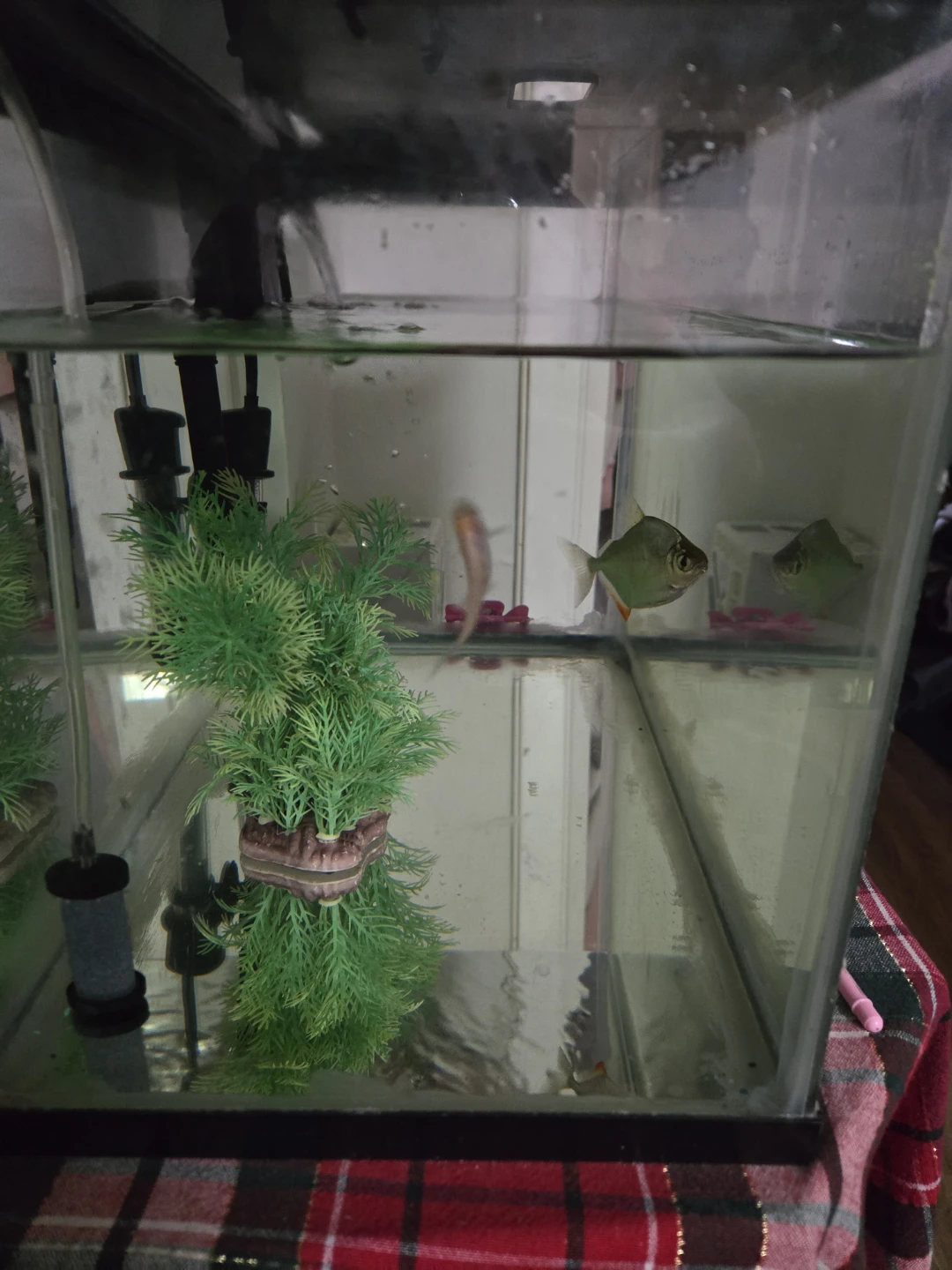 Glass Fish Tank with Filter and Plant  heater and airpump
