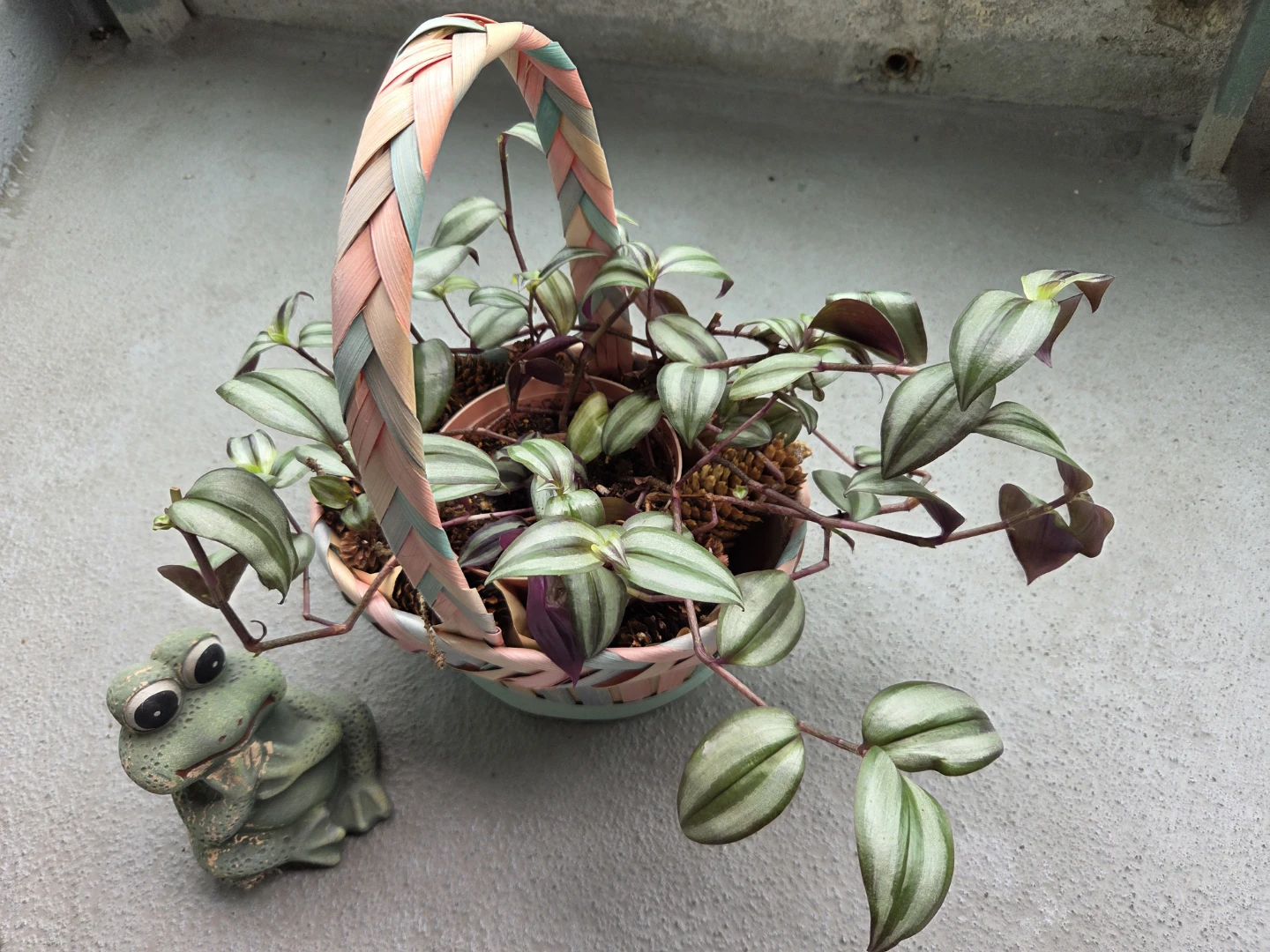 Tradescantia zebrina in Pastel Hanging Basket - photo 2