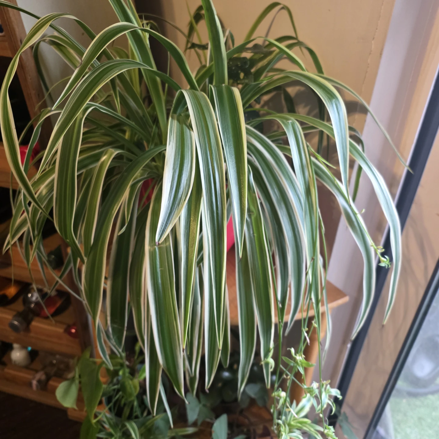 Beautiful Spider Plant with babies - photo 3