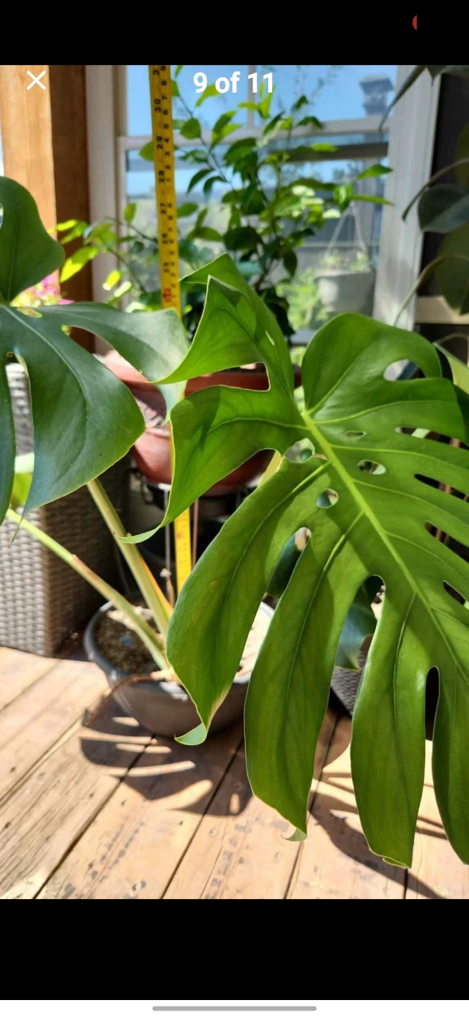 Home Plants - photo 2