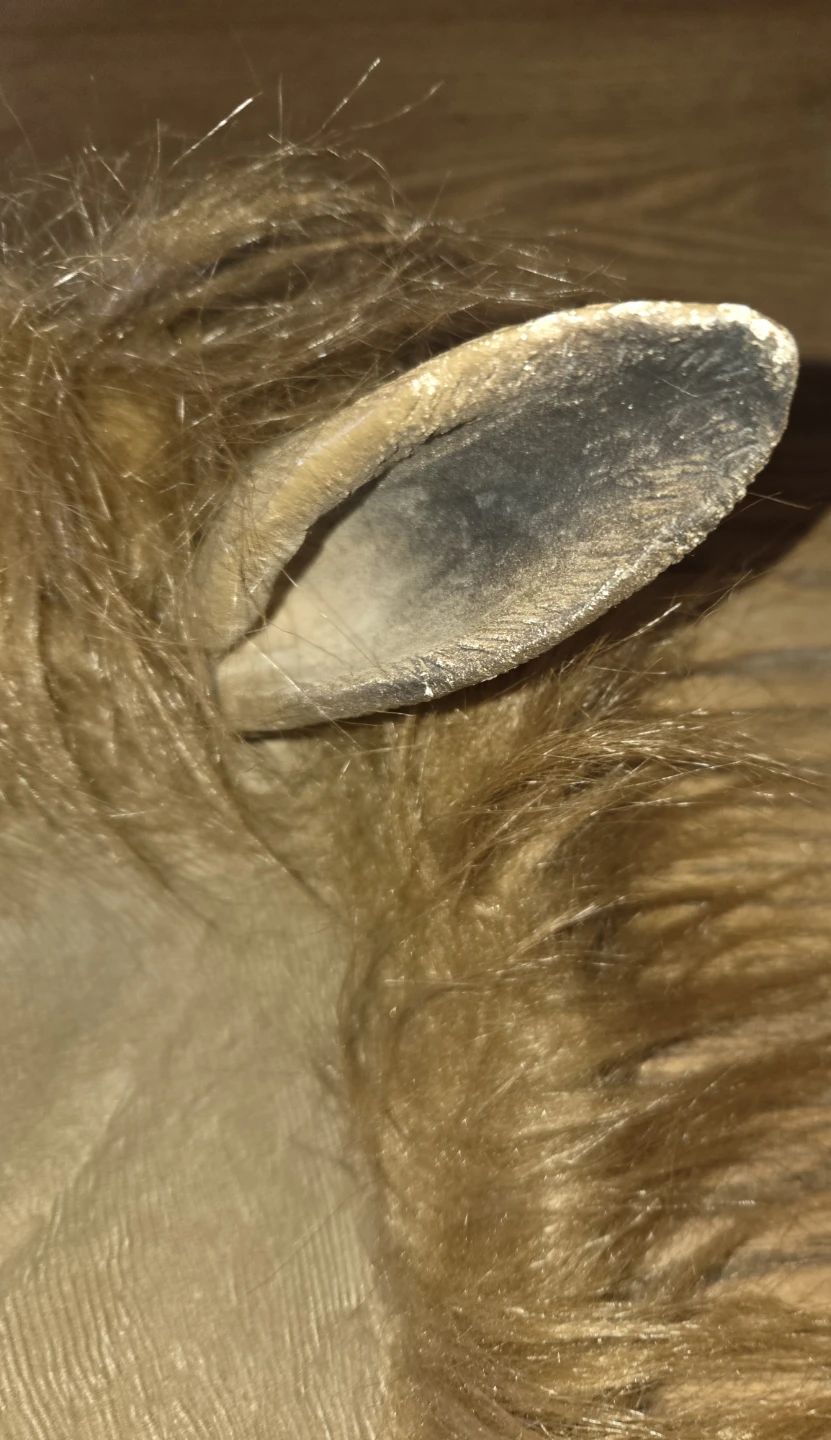Halloween Horse Head Mask - photo 3