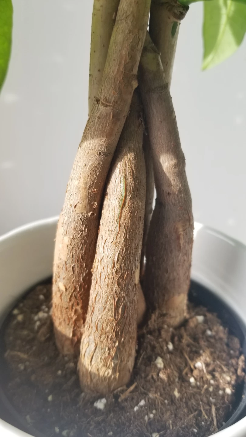 Money Tree Plant + White Ceramic Pot - photo 3