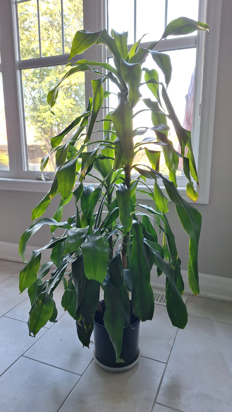 Large Dracaena Massangeana Corn Plant