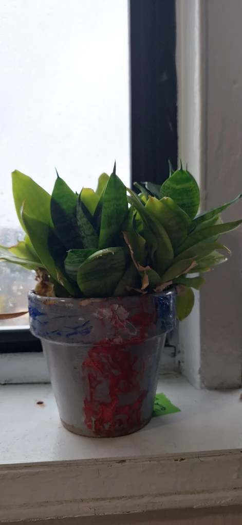 Snake plant in hand-painted clay pot - photo 2