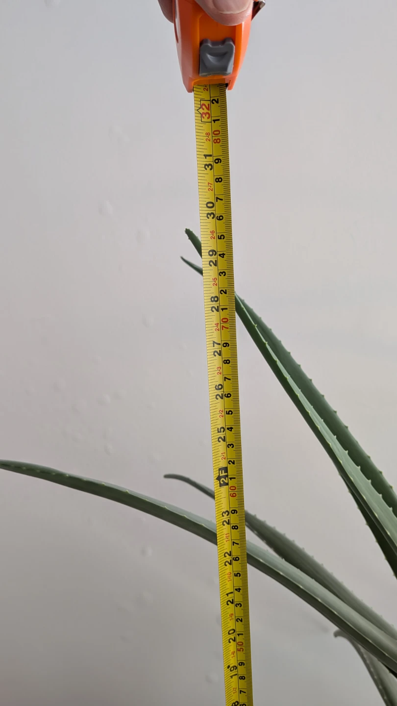 Large Healthy Aloe Vera Plant in Blue Pot - photo 5