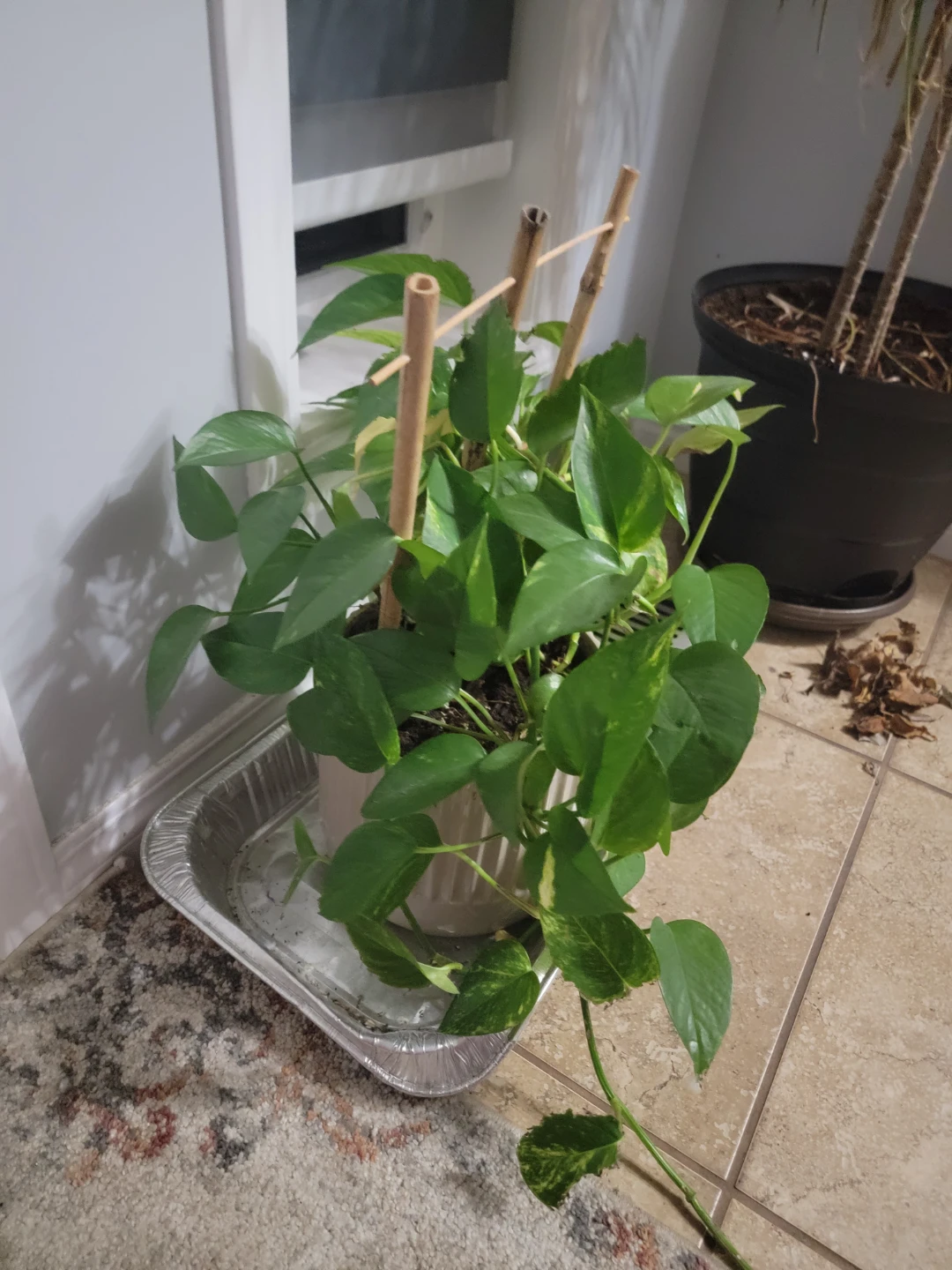 Healthy Pothos Plant with Trellis - photo 2