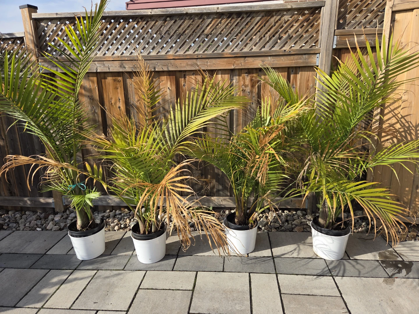 Majesty Palm Plants