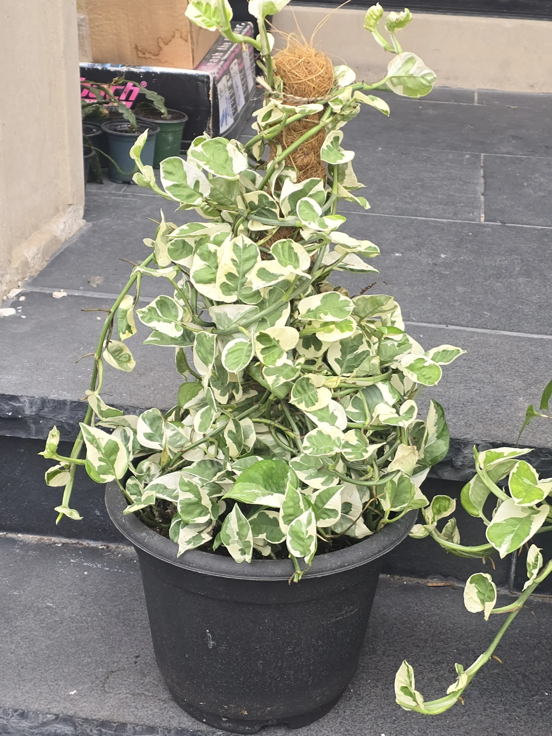 Variegated Pothos Plant with Moss Pole - photo 2