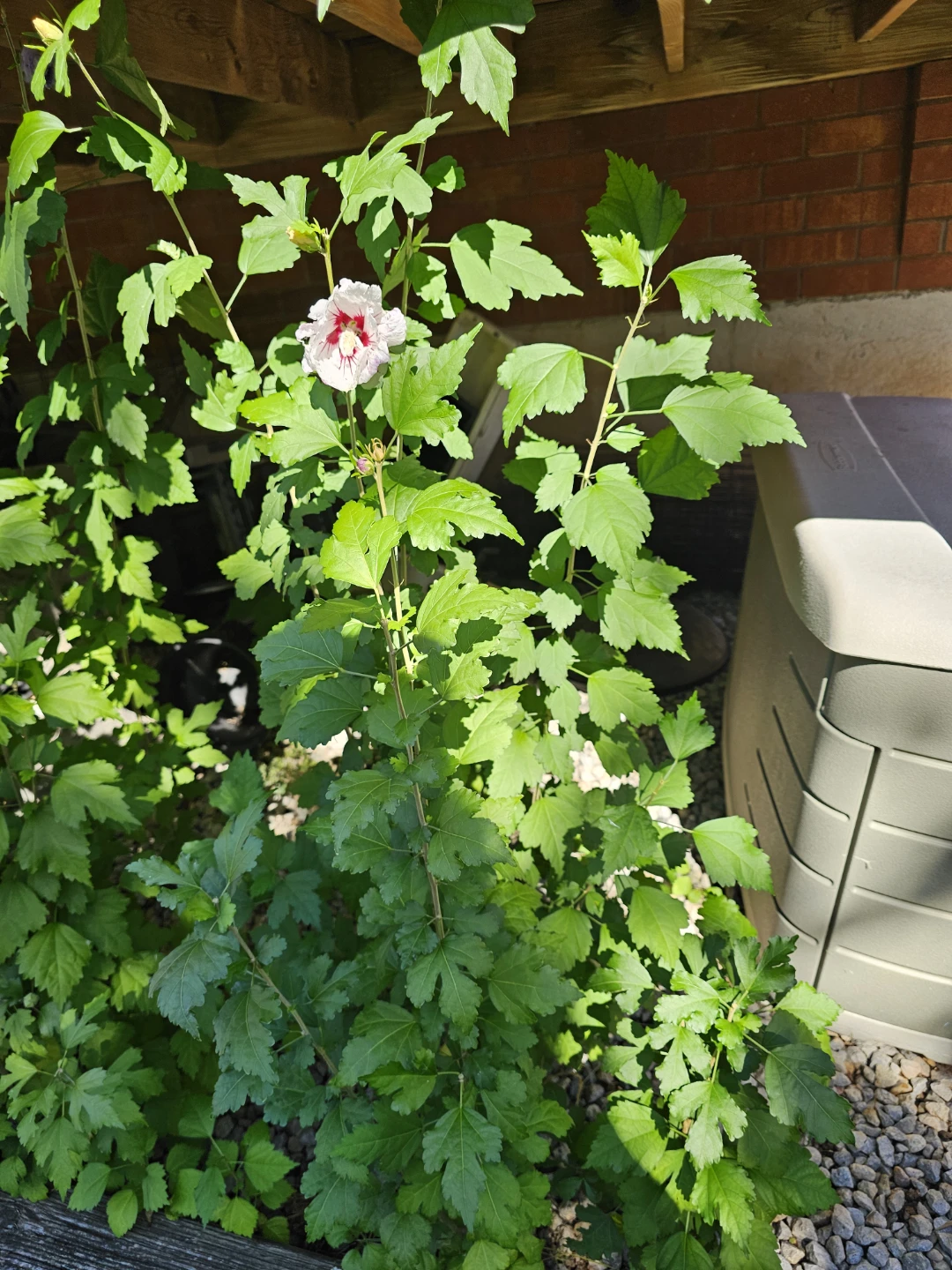 Rose of Sharon Young Shrubs - photo 4