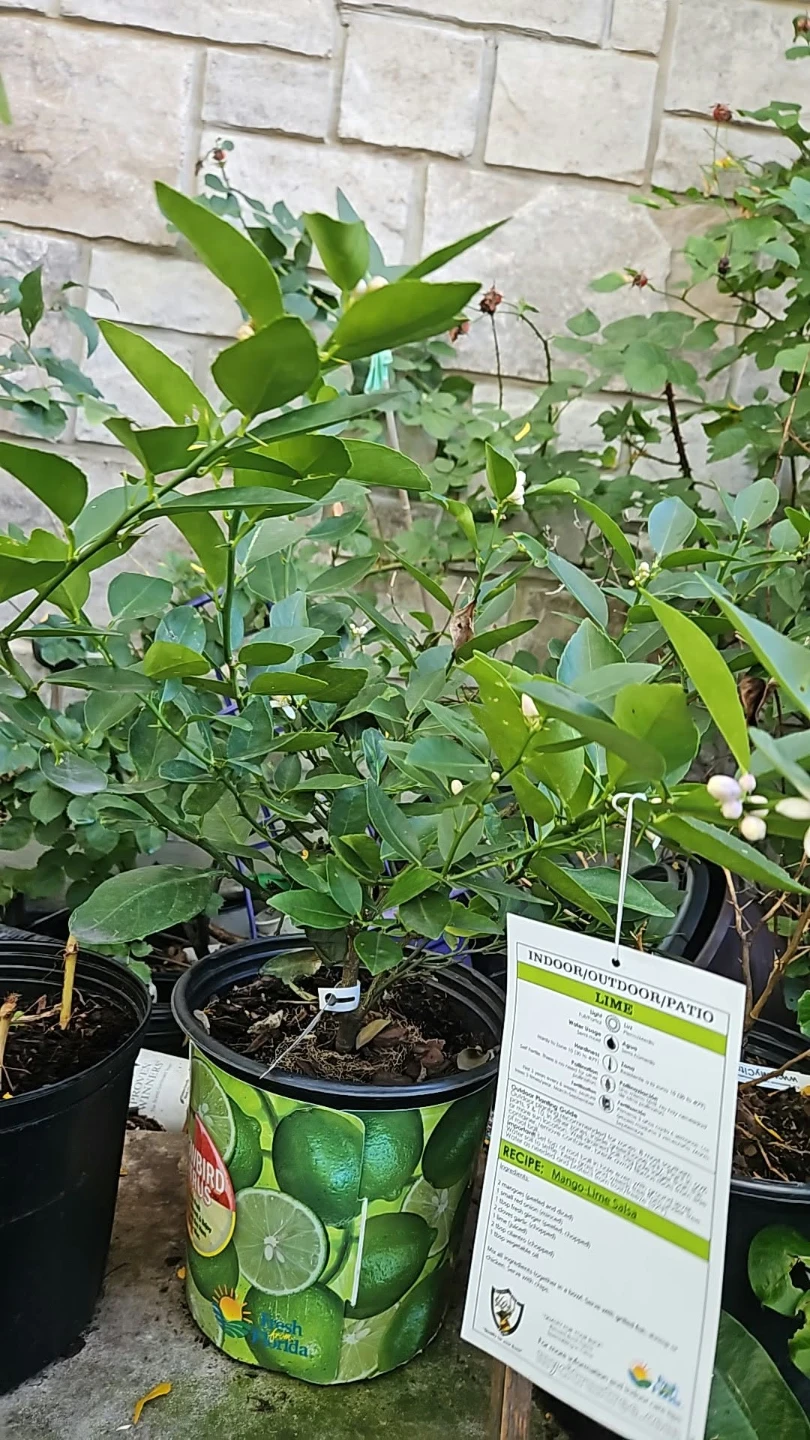 Sunbird Citrus Lime Tree - photo 2