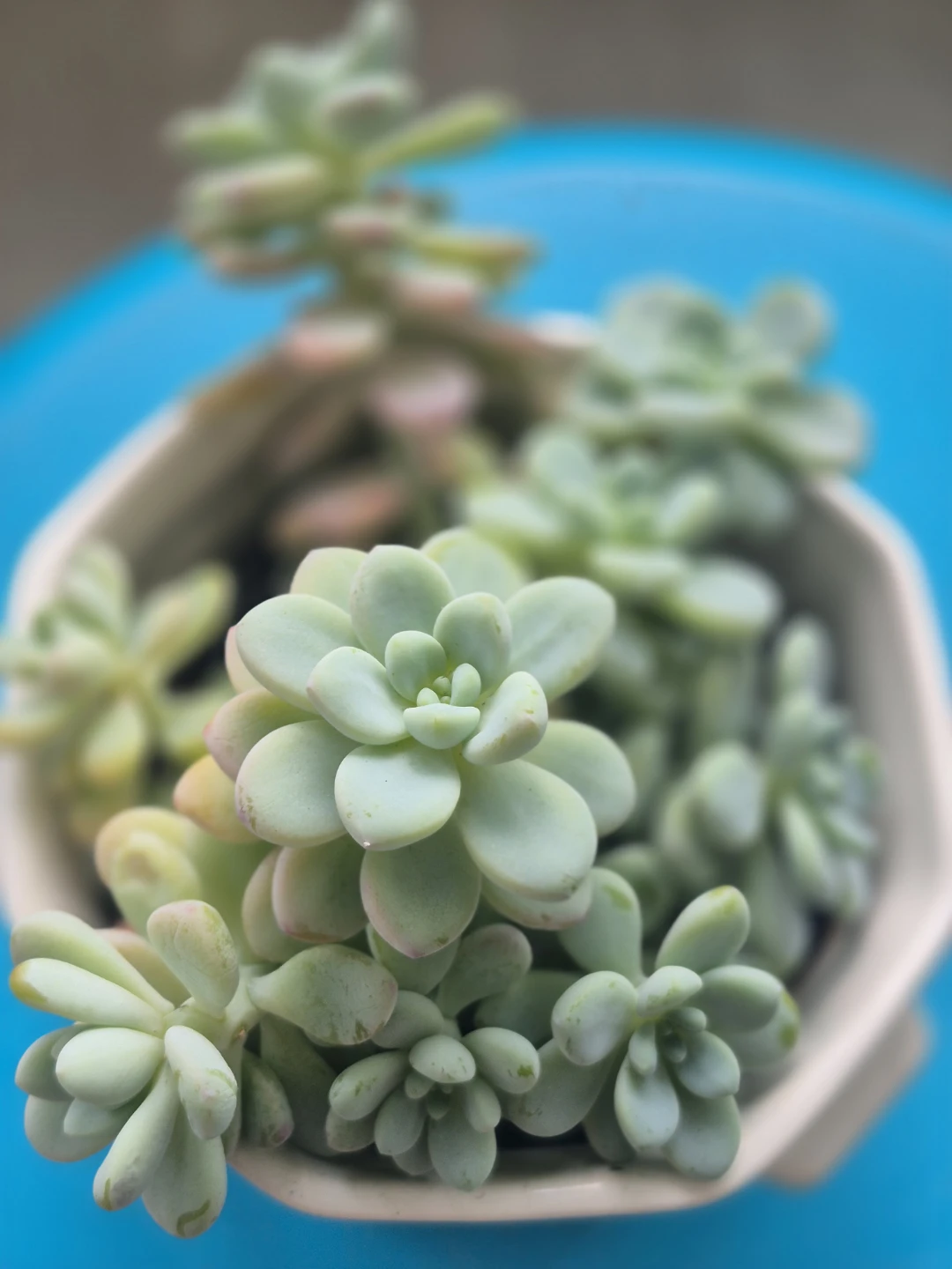 Potted Succulent Plant - photo 3