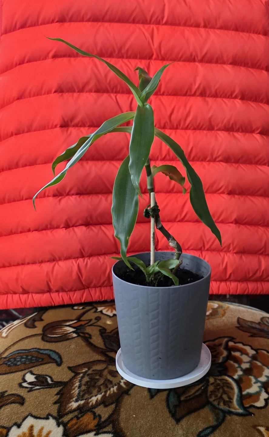 Lush, Healthy & Thriving Indoor Plant (Callisia ) - photo 2