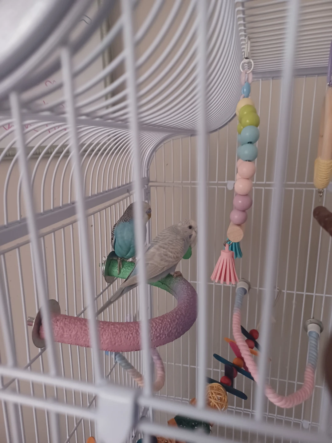 2 budgies , Large White Bird Cage with Assorted Toys - photo 4