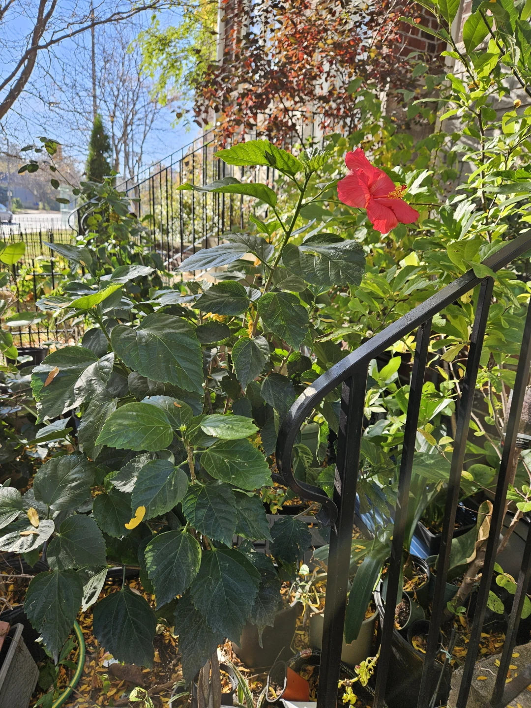 Red Hibiscus Potted Plant braided in 10"pot - photo 2