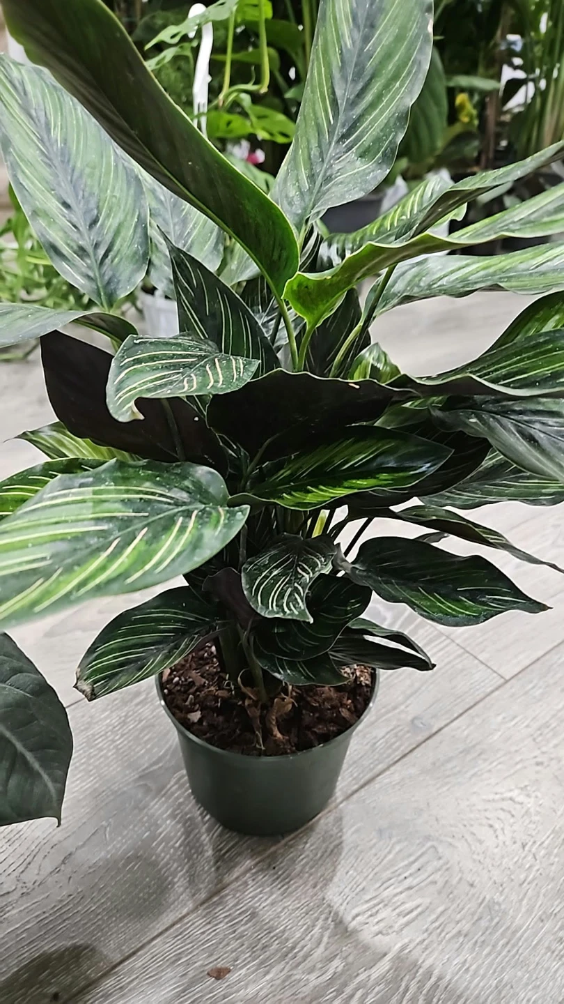 Indoor plant