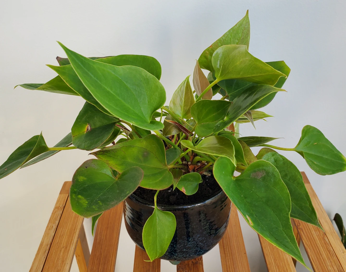 Anthurium Plant in Ceramic Pot - photo 2