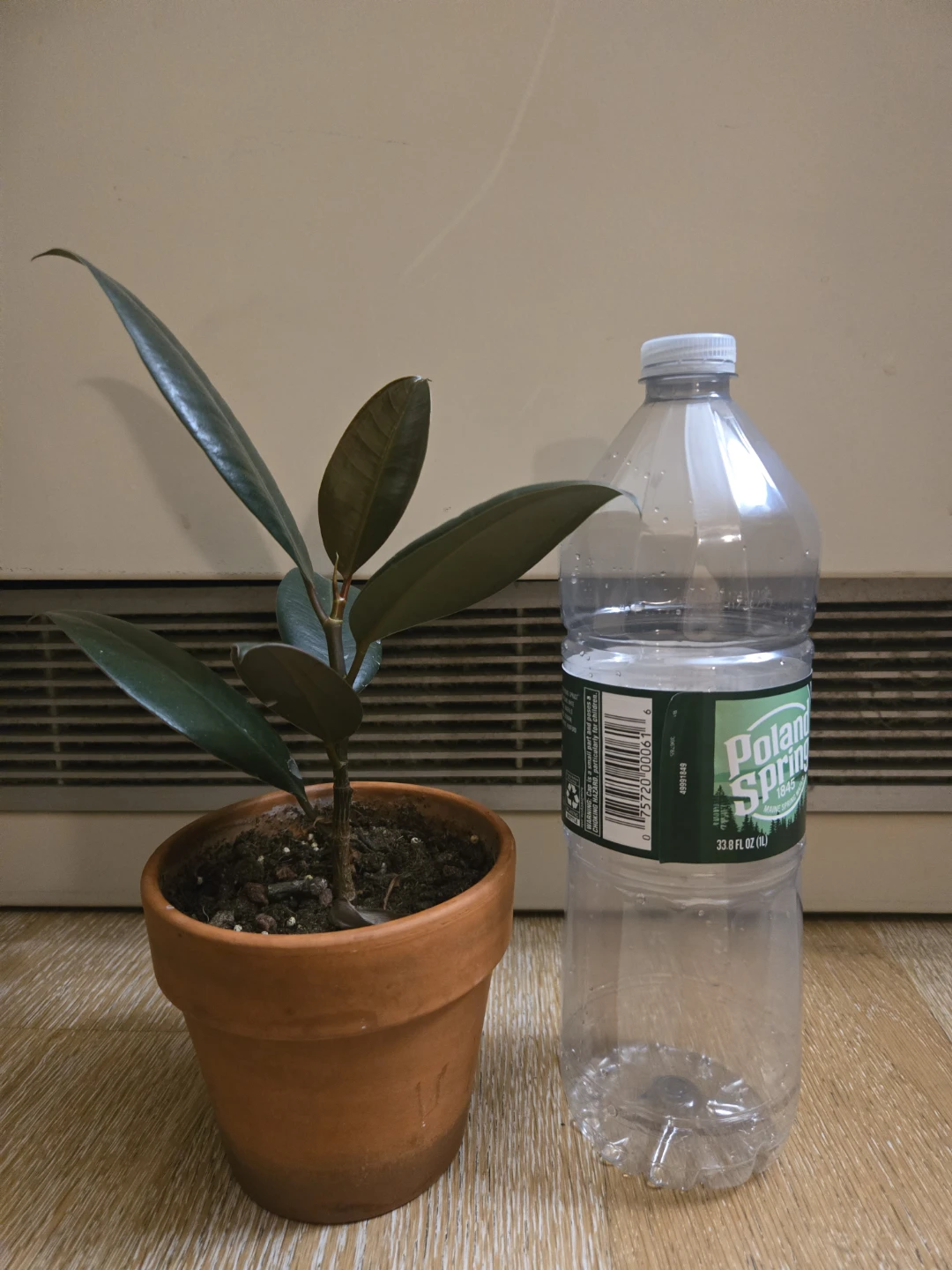 Rubber Plant in Terracotta Pot - photo 2
