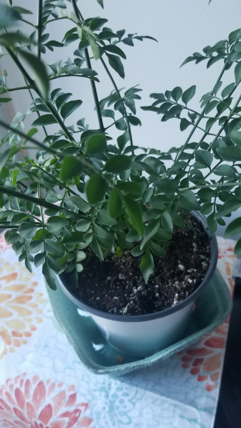 Jasmine Plant ( Read Description ) - photo 4