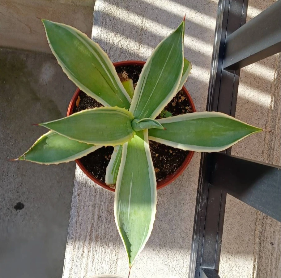 Agave celsii plant
