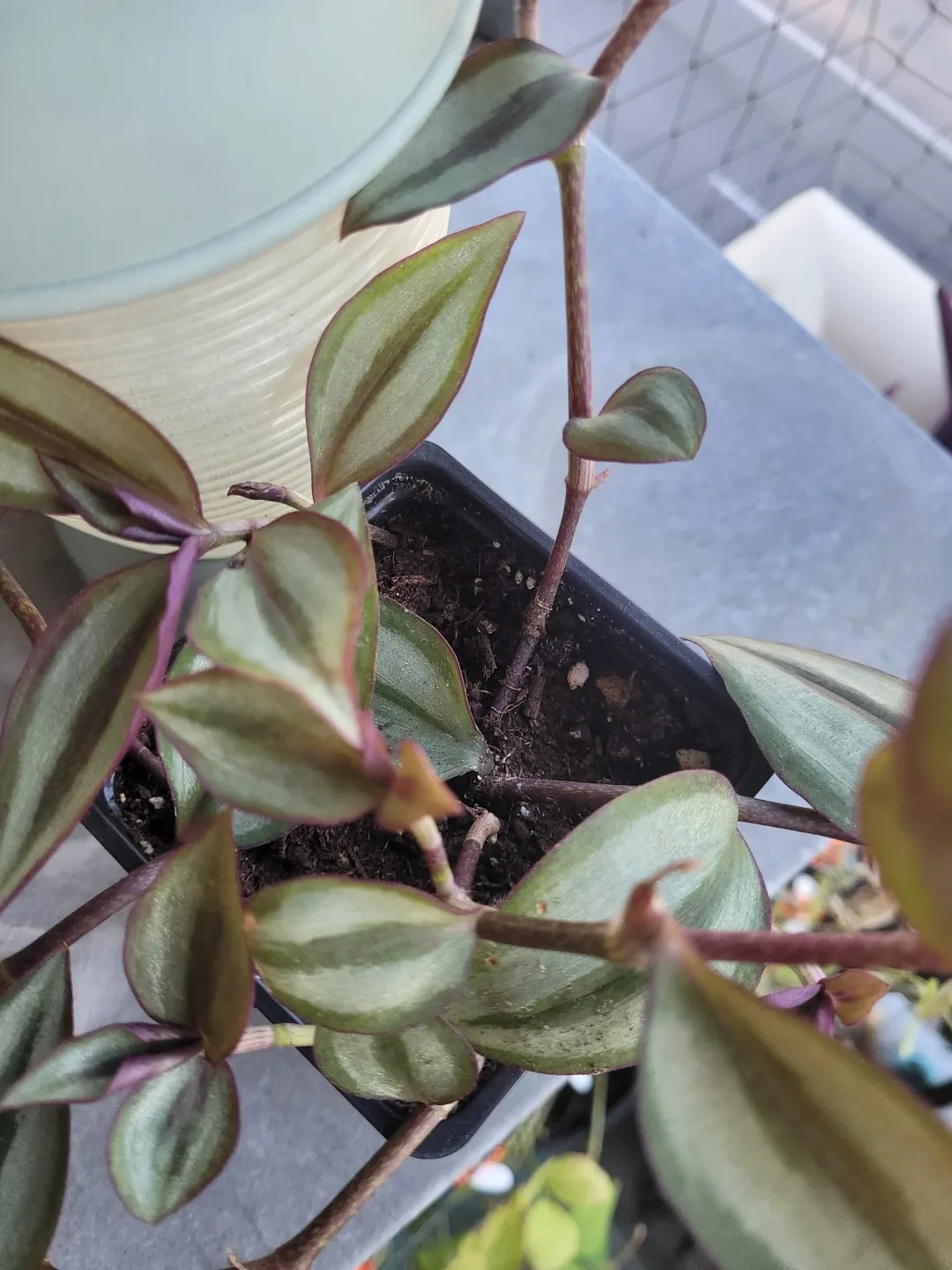 Tradescantia zebrina plant - photo 3
