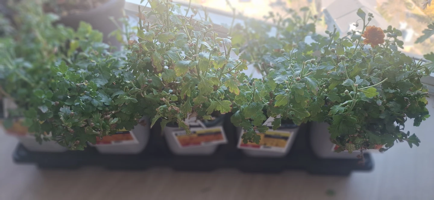 1.5PT Mum Plants.. 2 plants for $5 - photo 2