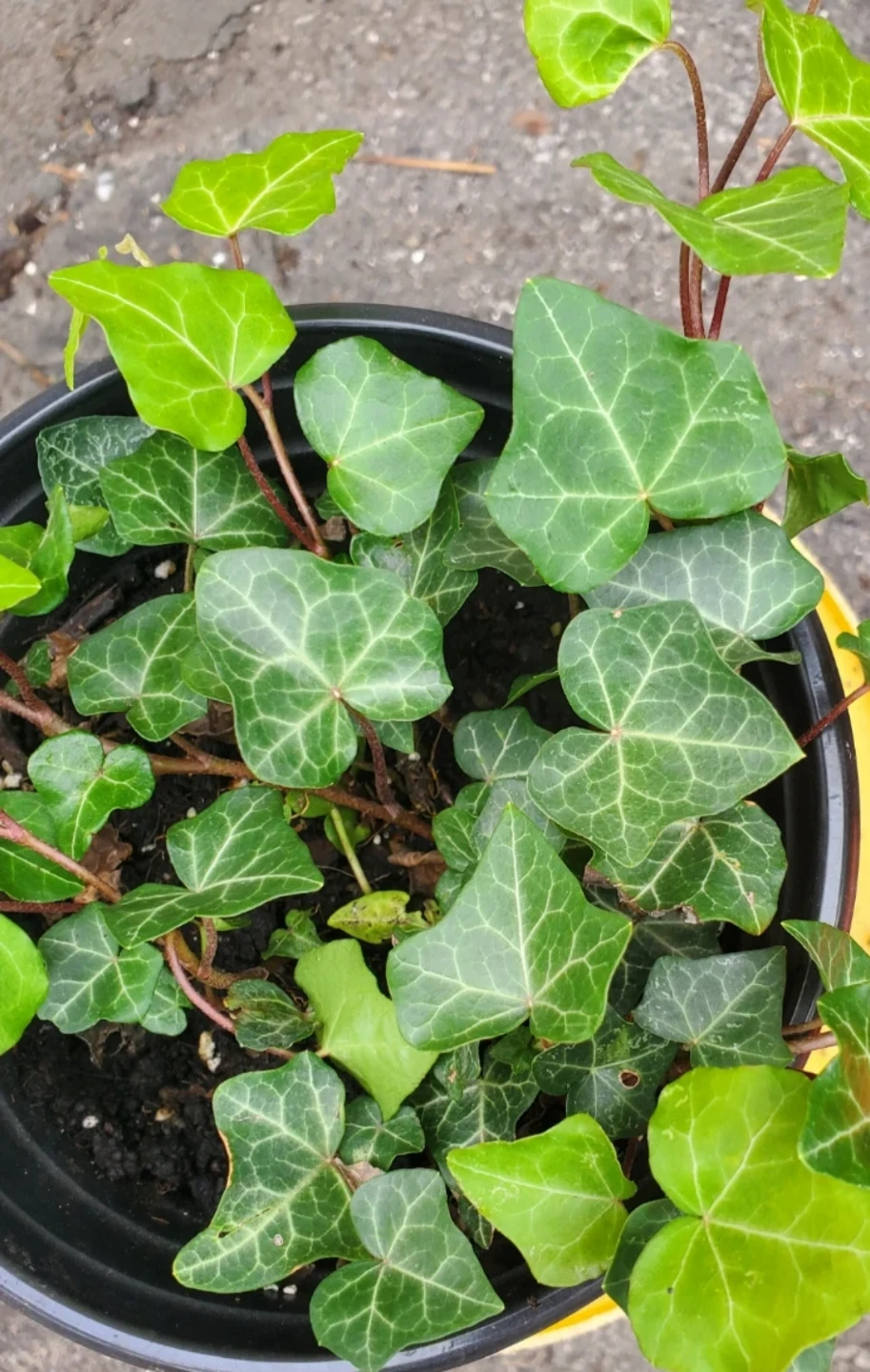 English Ivy Potted Plant