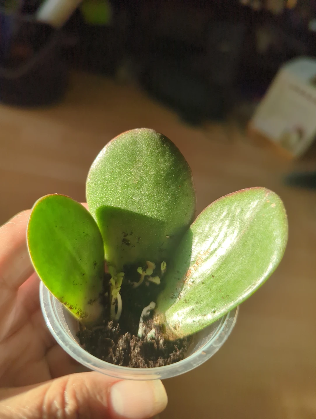 Jade Plant Propagation Cuttings - photo 4