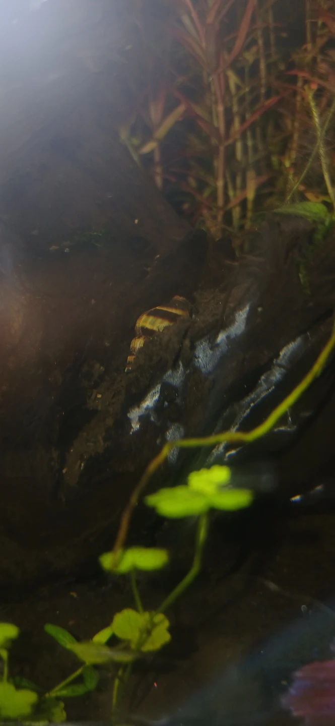 FISH & REPTILE SITTING [READ DESC] - photo 2