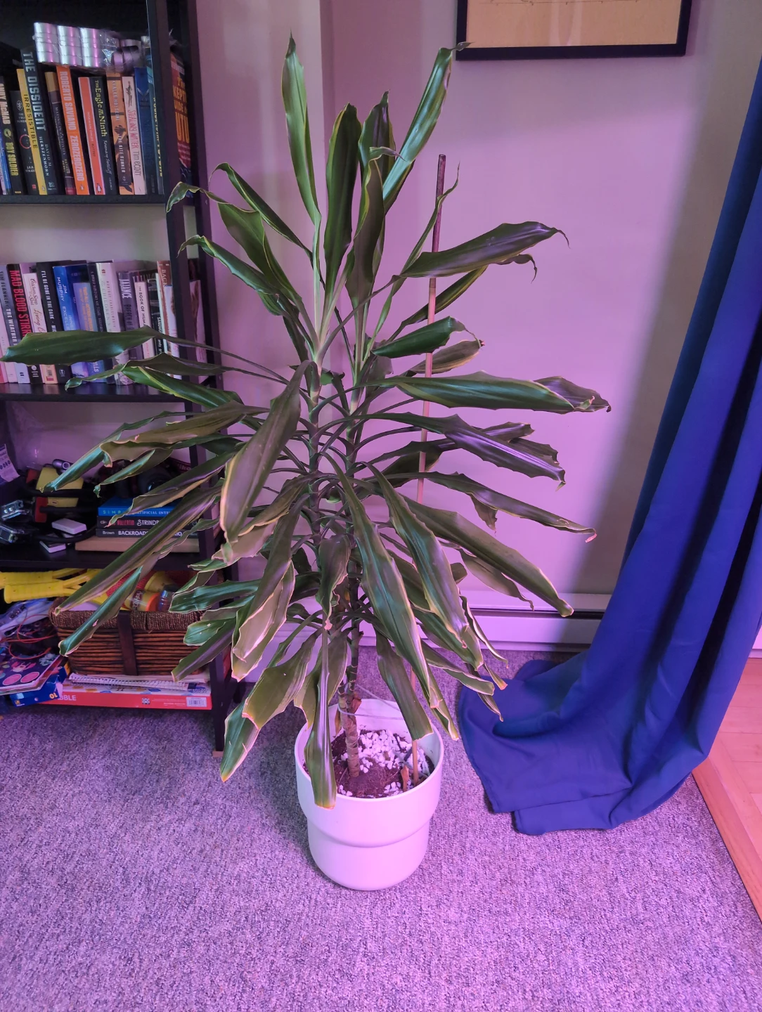 Large Dracaena Houseplant in White Pot - photo 2