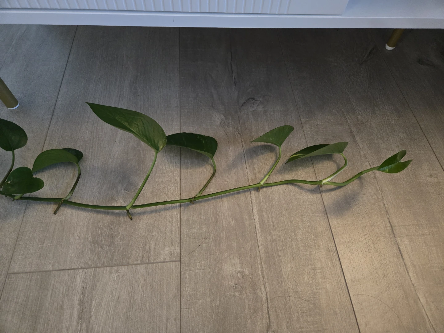 Golden Pothos and Coleus Cuttings - photo 2