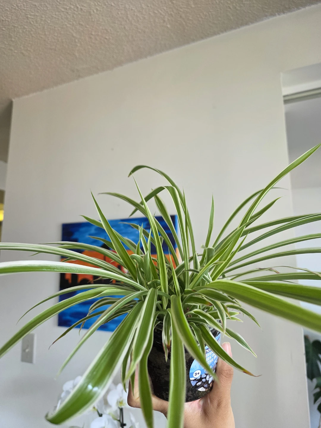 Large Variegated Spider Plant - photo 2