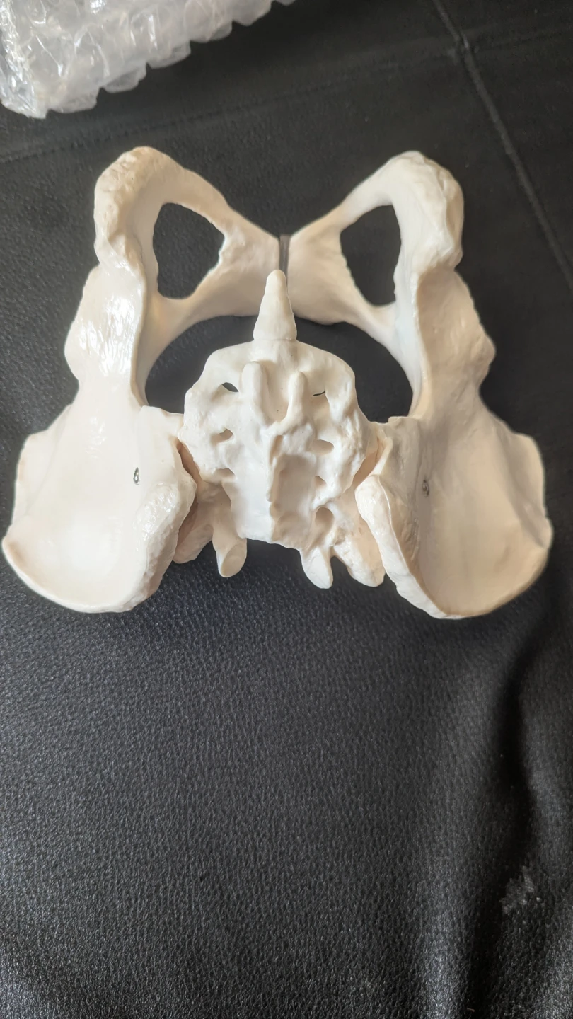 Human Spine Model Vertebral Column Anatomy&Female Pelvis model - photo 2