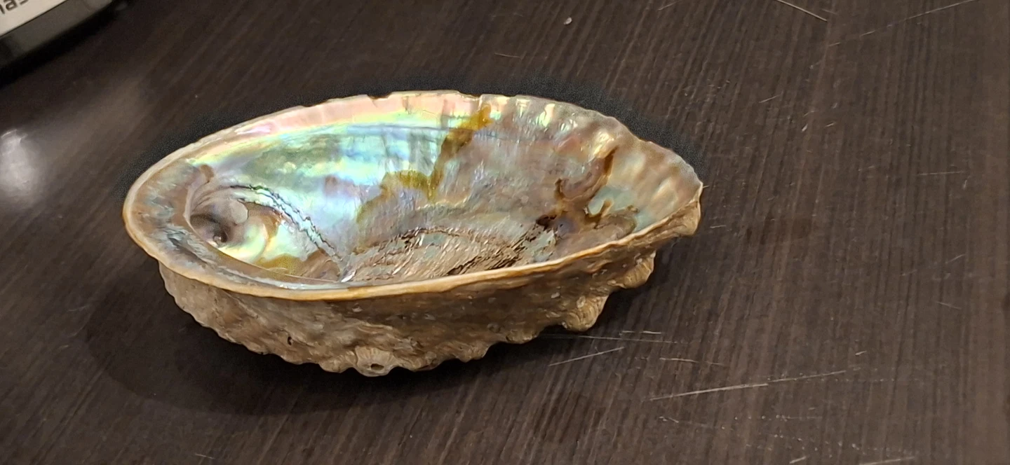 Large Iridescent Abalone Shell