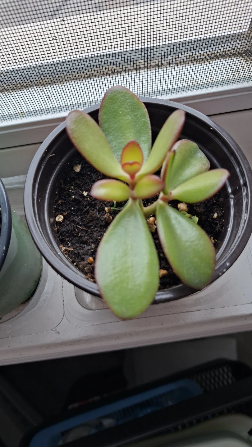 Two Jade Plants - photo 3