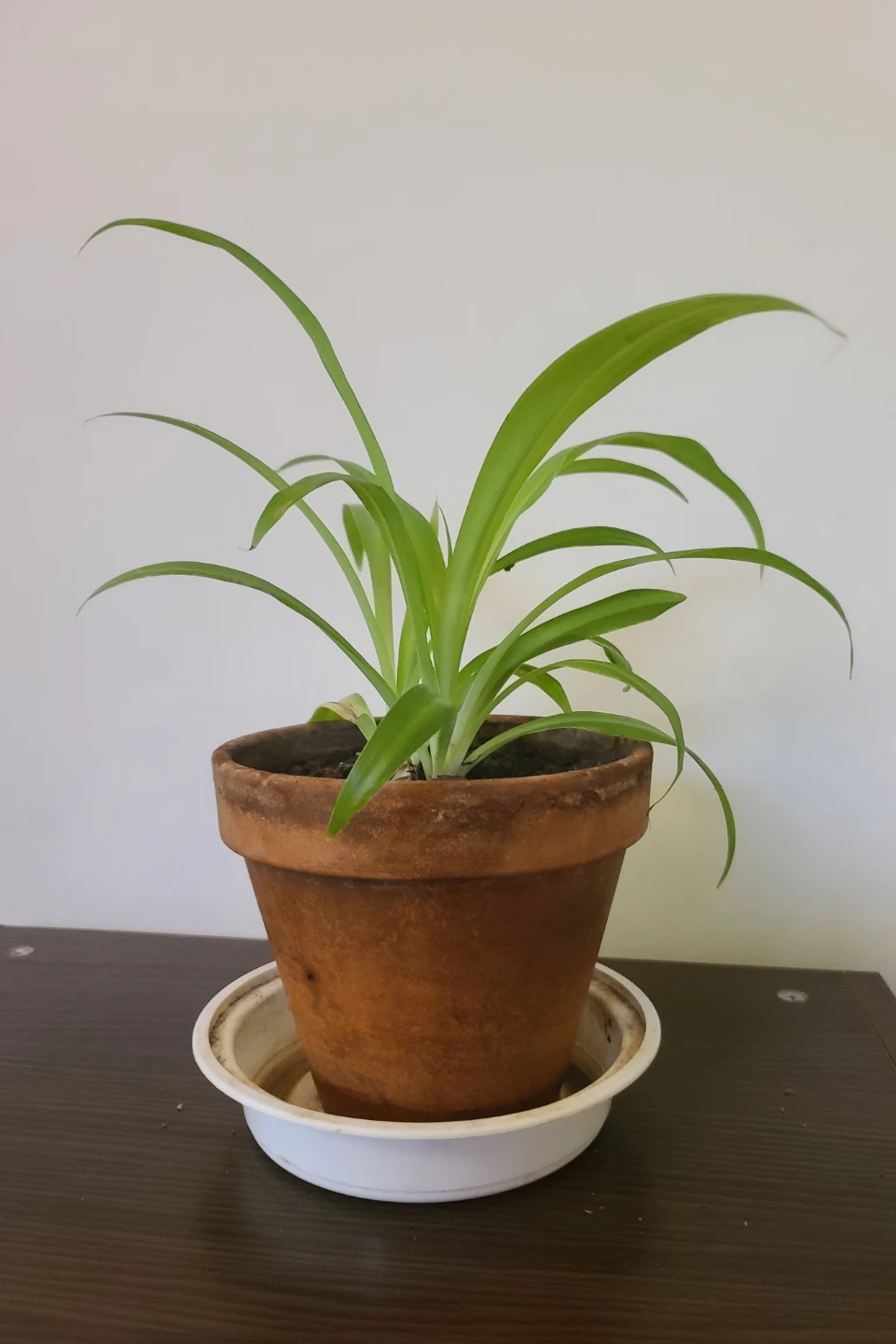 [Moving Sale] Healthy & Vibrant Spider Plant with Terracotta Pot