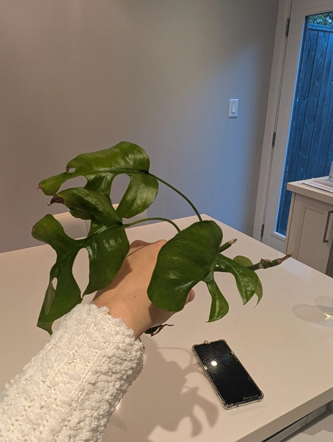 Rhaphidophora Tetrasperma 2 x Cuttings - photo 3