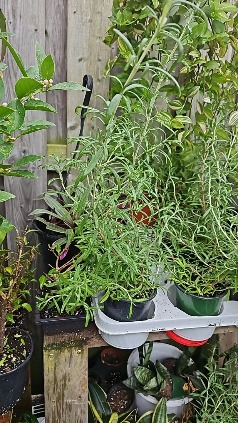 Rosemary herb plant - photo 3