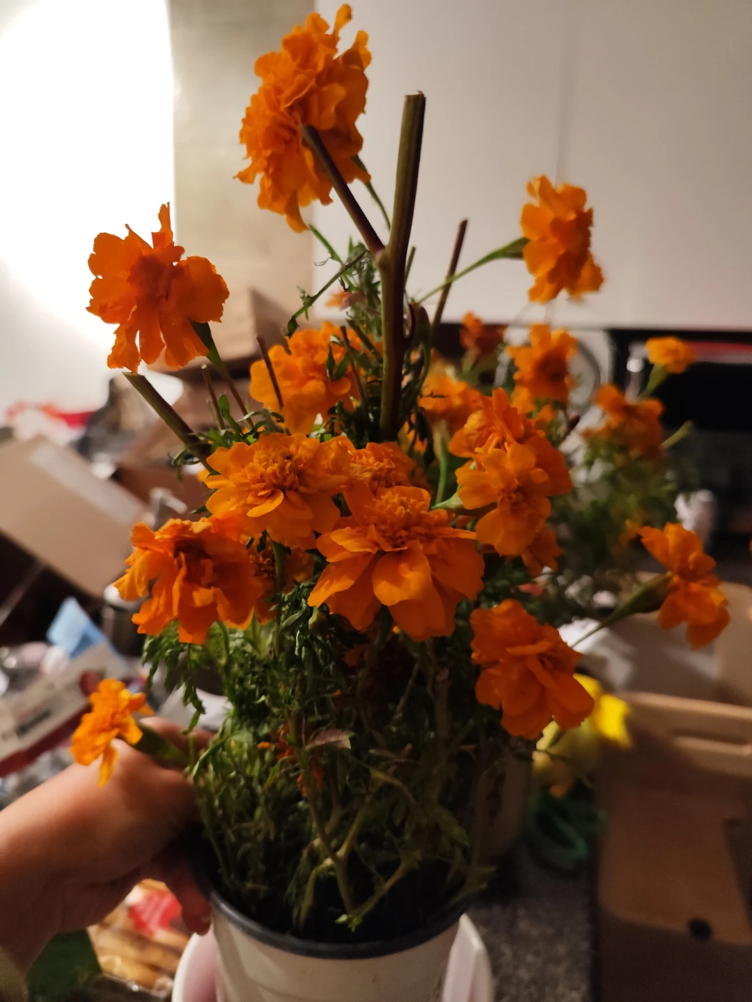 Potted Marigold Plant